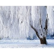 Iris Marx's photo