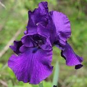 Elizabeth Cornwall's photo