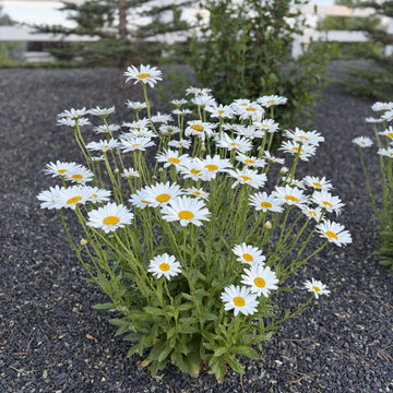 Dry Creek Ranch Landscape Design & Installation