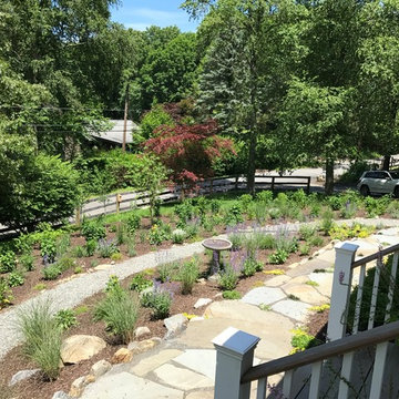 Rethinking the Front Lawn - Try a Native Perennial Garden Instead!