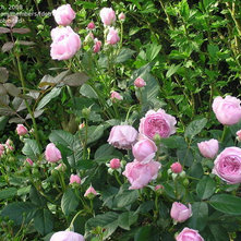 PlantFiles Pictures: English Rose, Austin Rose 'Geoff Hamilton' (Rosa) 6 by JSS
