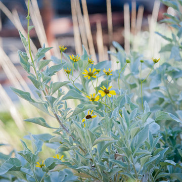 Yellow Blooms and Silver Foliage