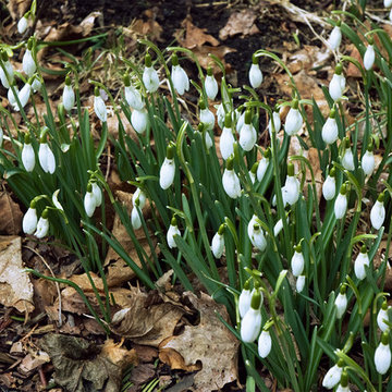 Early Spring Bulbs