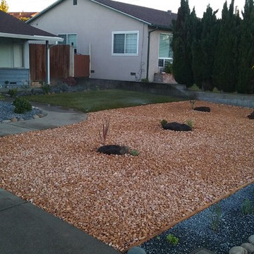 New Front Yard. Grass, Planting and Pebbles in San Pablo CA