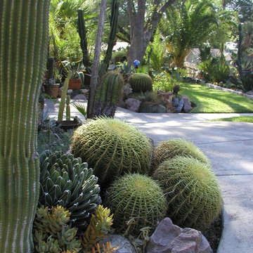 Miscellaneous Cacti & Succulent Landscapes by Rhinamic