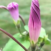 Martha Jordan's photo