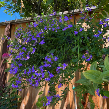 Los Altos seasonal update