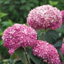 Proven Winners Invincible Spirit ColorChoice Hydrangea - Plants