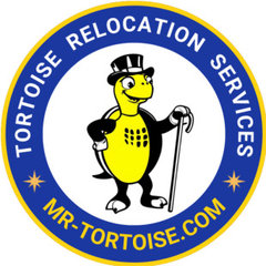 Mr. Tortoise