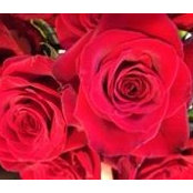 Patricia Kulish's photo