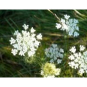 Diane Harper's photo