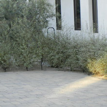 F - Pittosporum