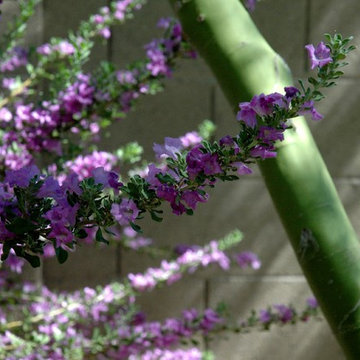 The Problem of Overpruning Flowering Shrubs