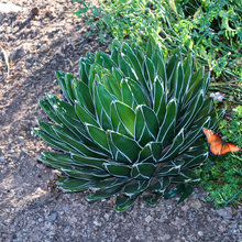 Landscape Ideas
