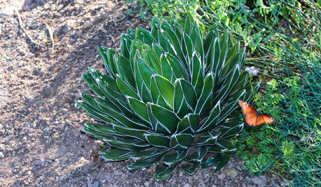 Great Design Plant: Small but Mighty Agave Victoria-Reginae