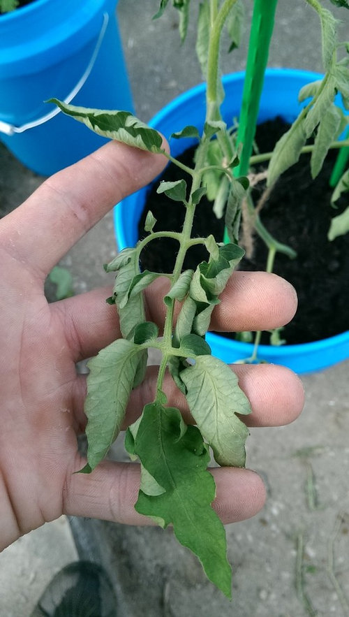 droopy tomato leaves