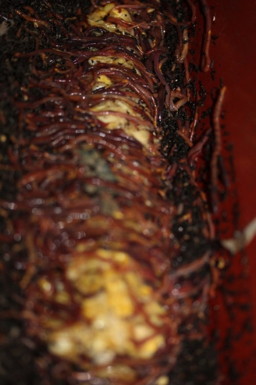 Corn Cob in the worm bin