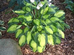 How Good Is Hosta Captain Kirk Captain Kirk In August