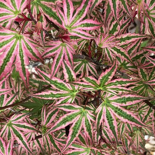 Eklektischer Garten in Charlotte