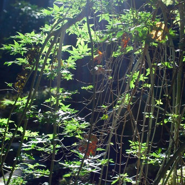 Acer palmatum 'Ryusen', backlit