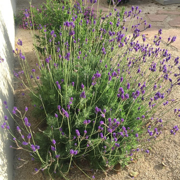Drought Tolerant 2