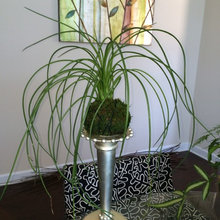 Kokedama