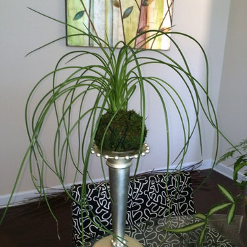 Kokedama