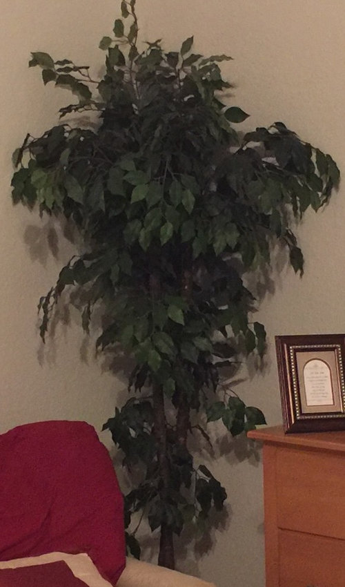 silk ficus tree