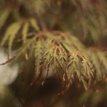 Erable, acer