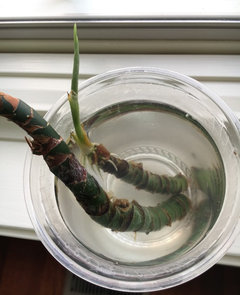 spider plant hanger Ribbon (Spider) Plant