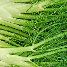 Comment cultiver du fenouil ?