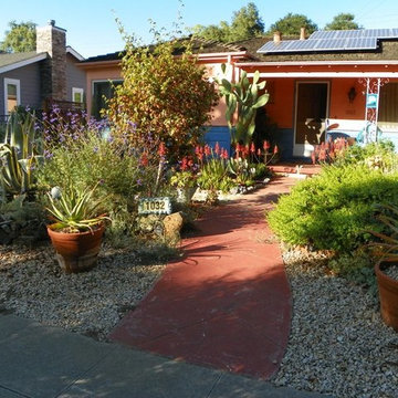 Cacti & Succulent Collector's Garden