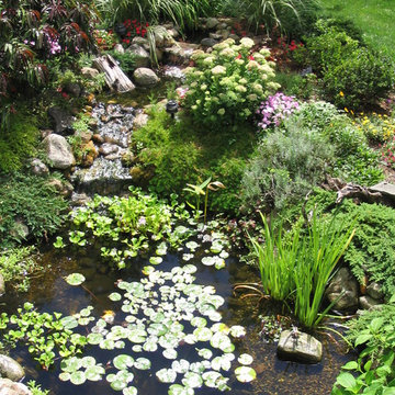 Masicki Backyard Pond - Westport