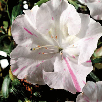 Encore Azalea Autumn Starlite™