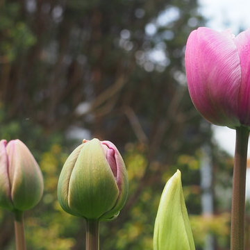 Blomsterbede