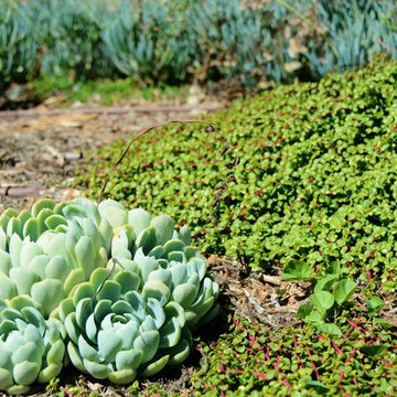 drought tolerant conversion with color