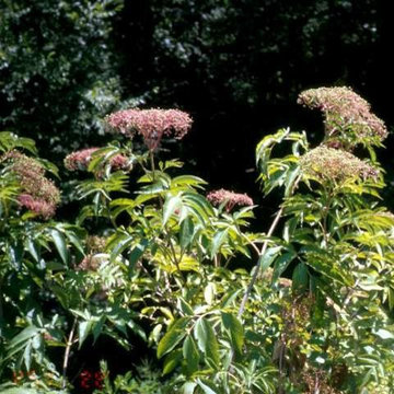Sambucus canadensis