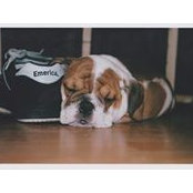 Christopher Phelps's photo