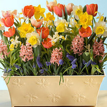 Guest Picks: Bright Blooms for Spring