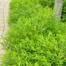 Plants