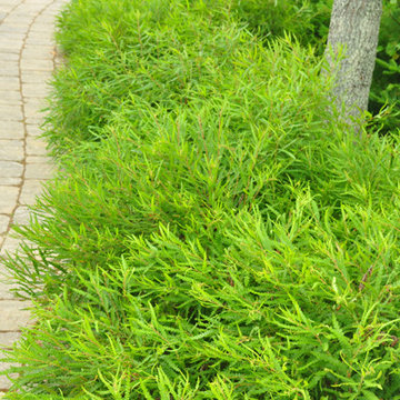 Sweet Fern / Comptonia peregrina