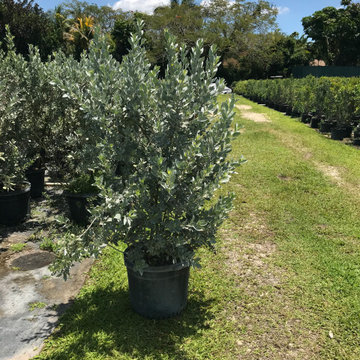Silver Buttonwood - 15 Gallons