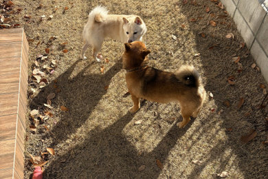 他の地域にある中くらいな、冬のアジアンスタイルのおしゃれな裏庭 (日向) の写真