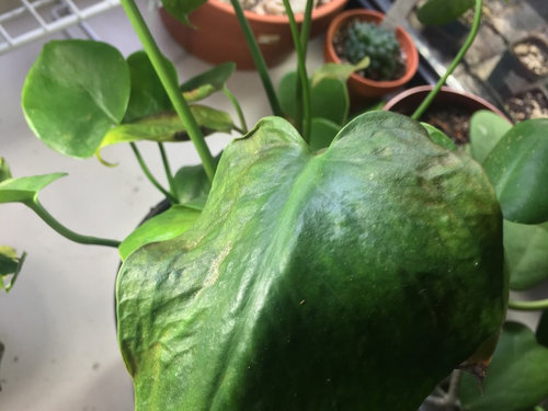 Monstera Leaves Are Coming Out Bumpy And Wrinkled Potential Oedema