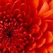 Rose Kusterbeck's photo