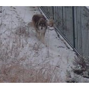 Des Mccumbee's photo