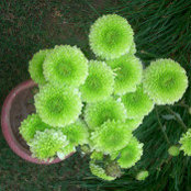 Ajit Sinhas foto