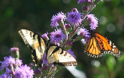 What Monarch Butterflies Taught Me About Garden Design