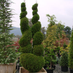 Topiaries - Products