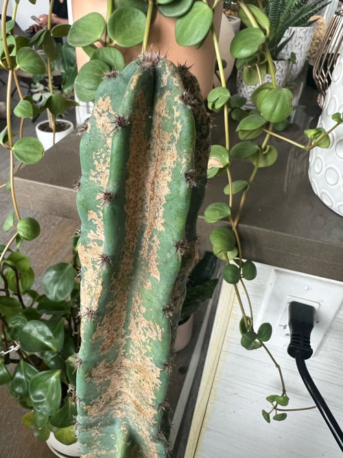 brown spots on cactus?